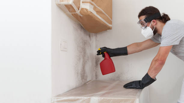 Professional Black Mold Removal technician working in Converse, TX