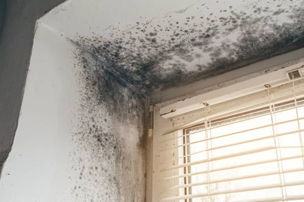Affordable Black Mold Removal solutions in Converse, TX